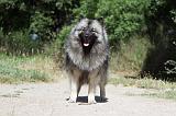 SPITZ LOUP 005
